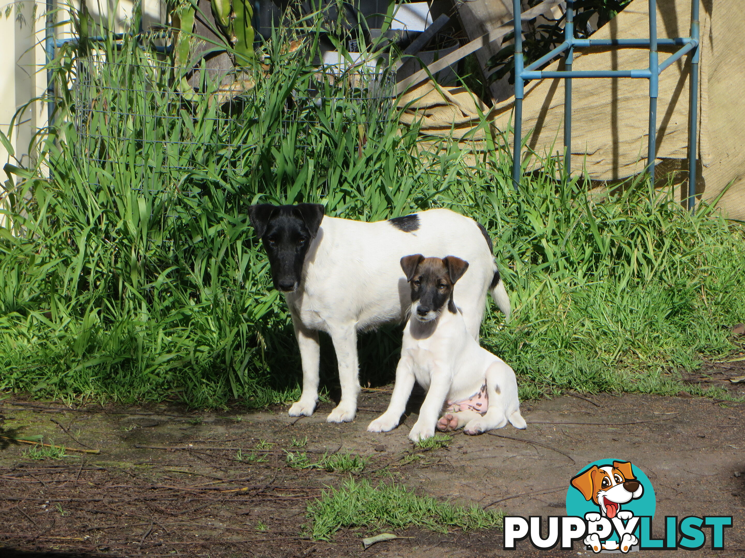Pure fox terrier smooth