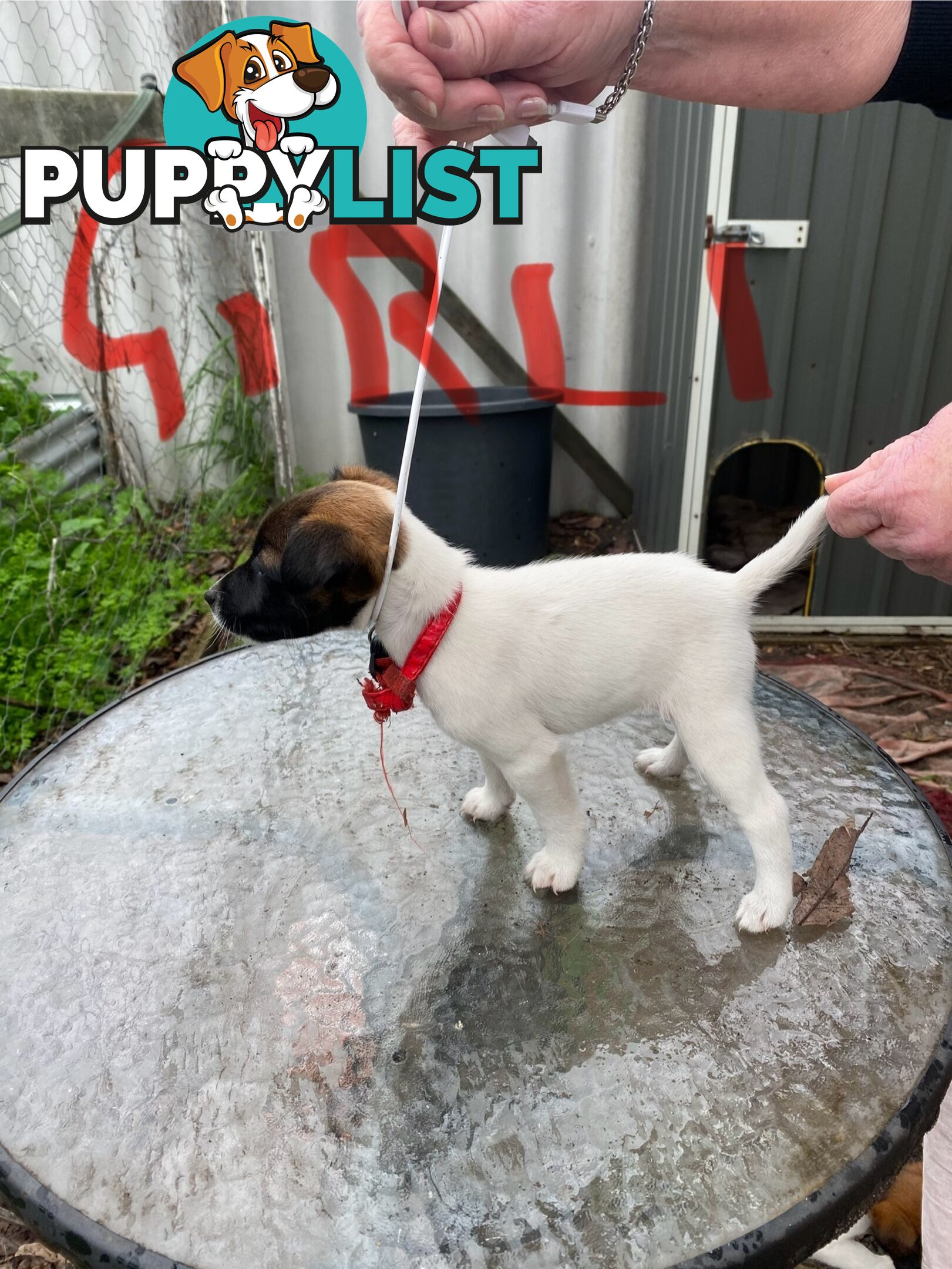 Pure fox terrier smooth