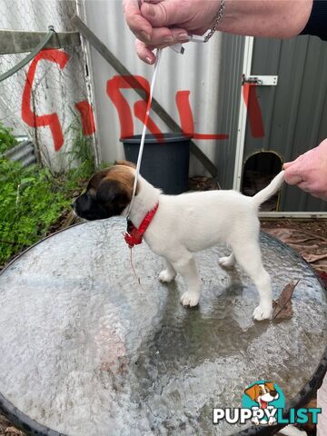 Pure fox terrier smooth