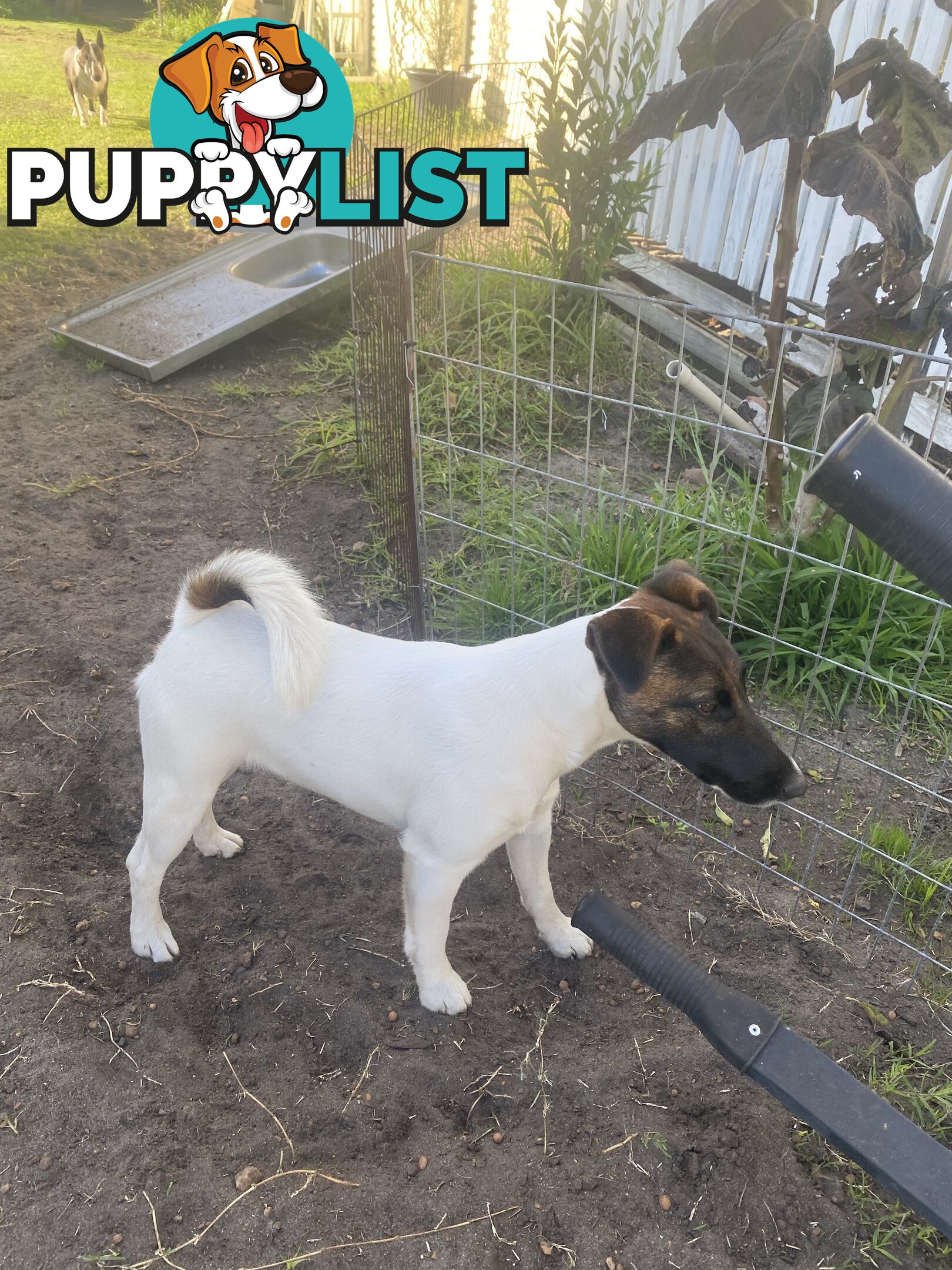 Pure fox terrier smooth