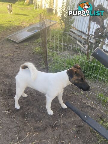 Pure fox terrier smooth