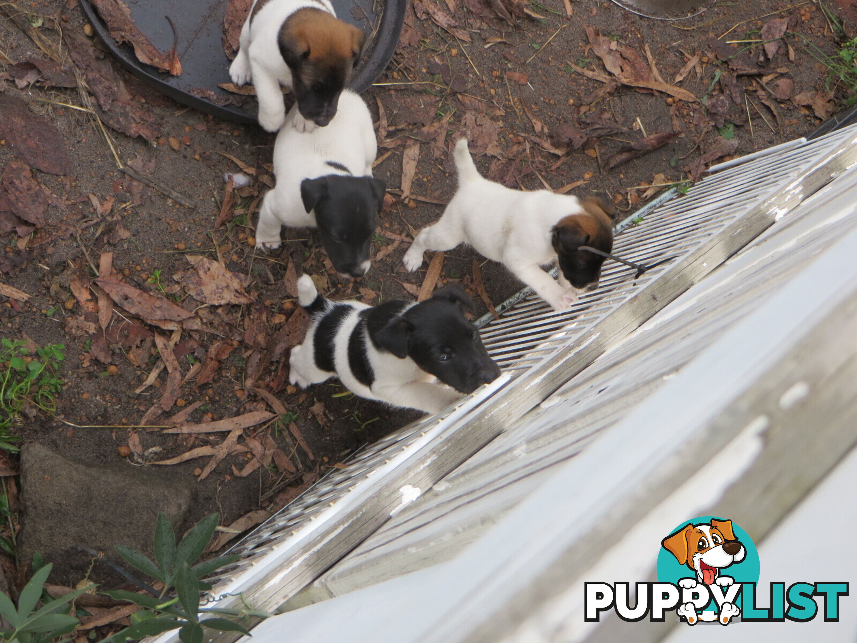 Pure fox terrier smooth
