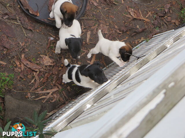 Pure fox terrier smooth