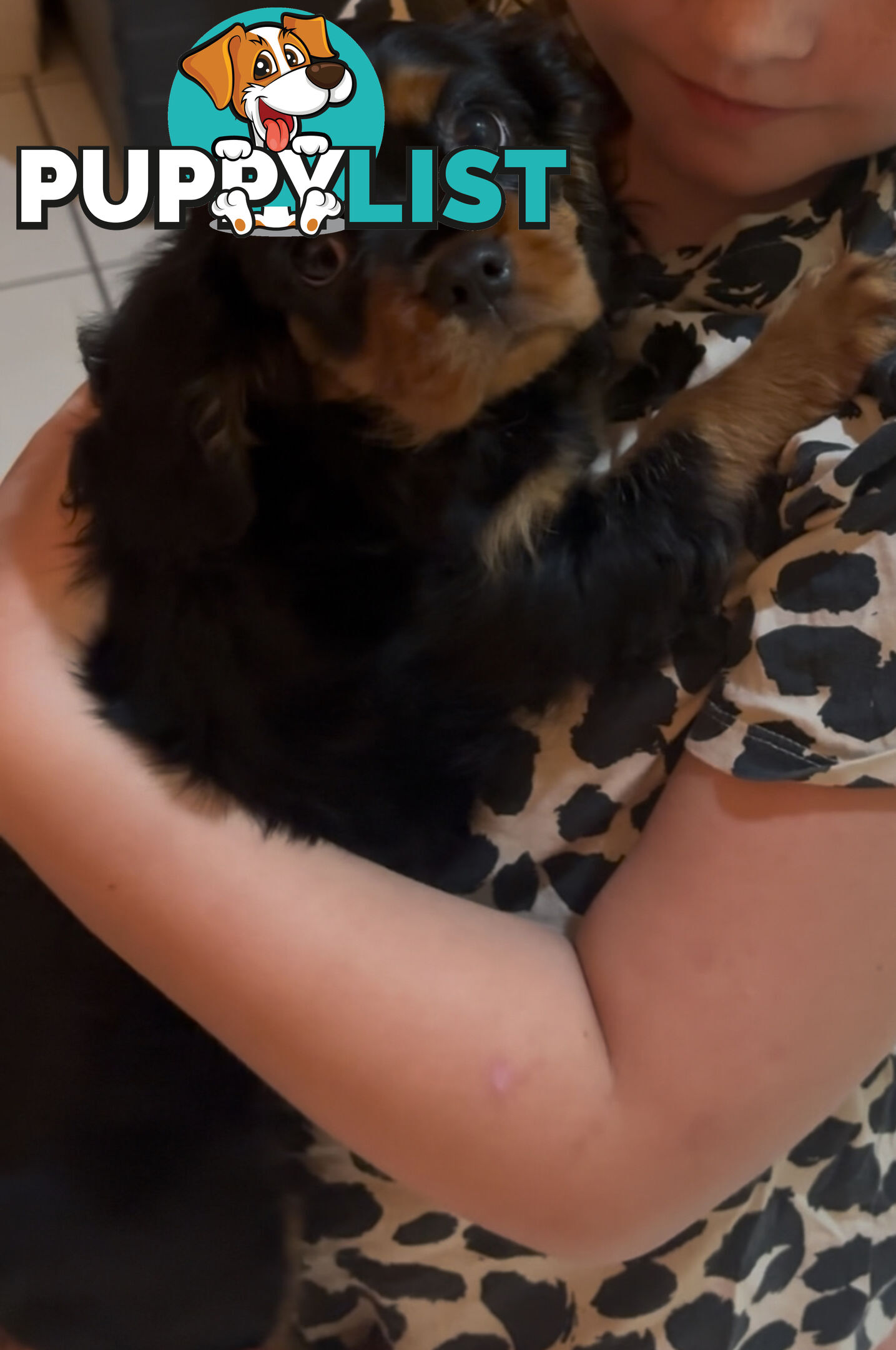 Dashalier - Cavalier x dashing puppies for sale - rare!