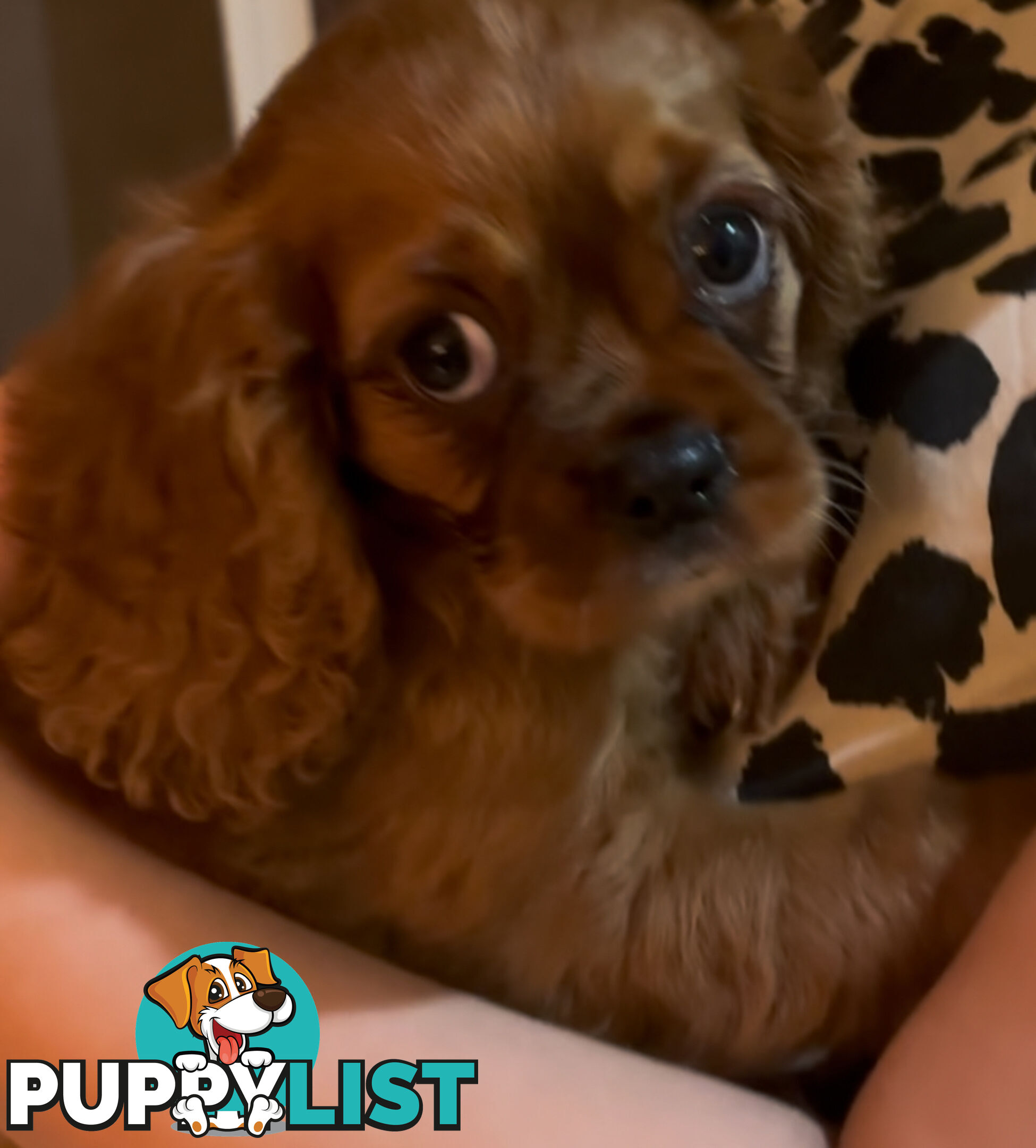 Dashalier - Cavalier x dashing puppies for sale - rare!
