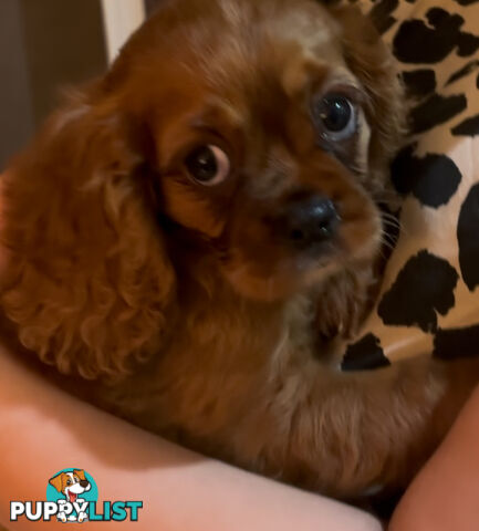 Dashalier - Cavalier x dashing puppies for sale - rare!