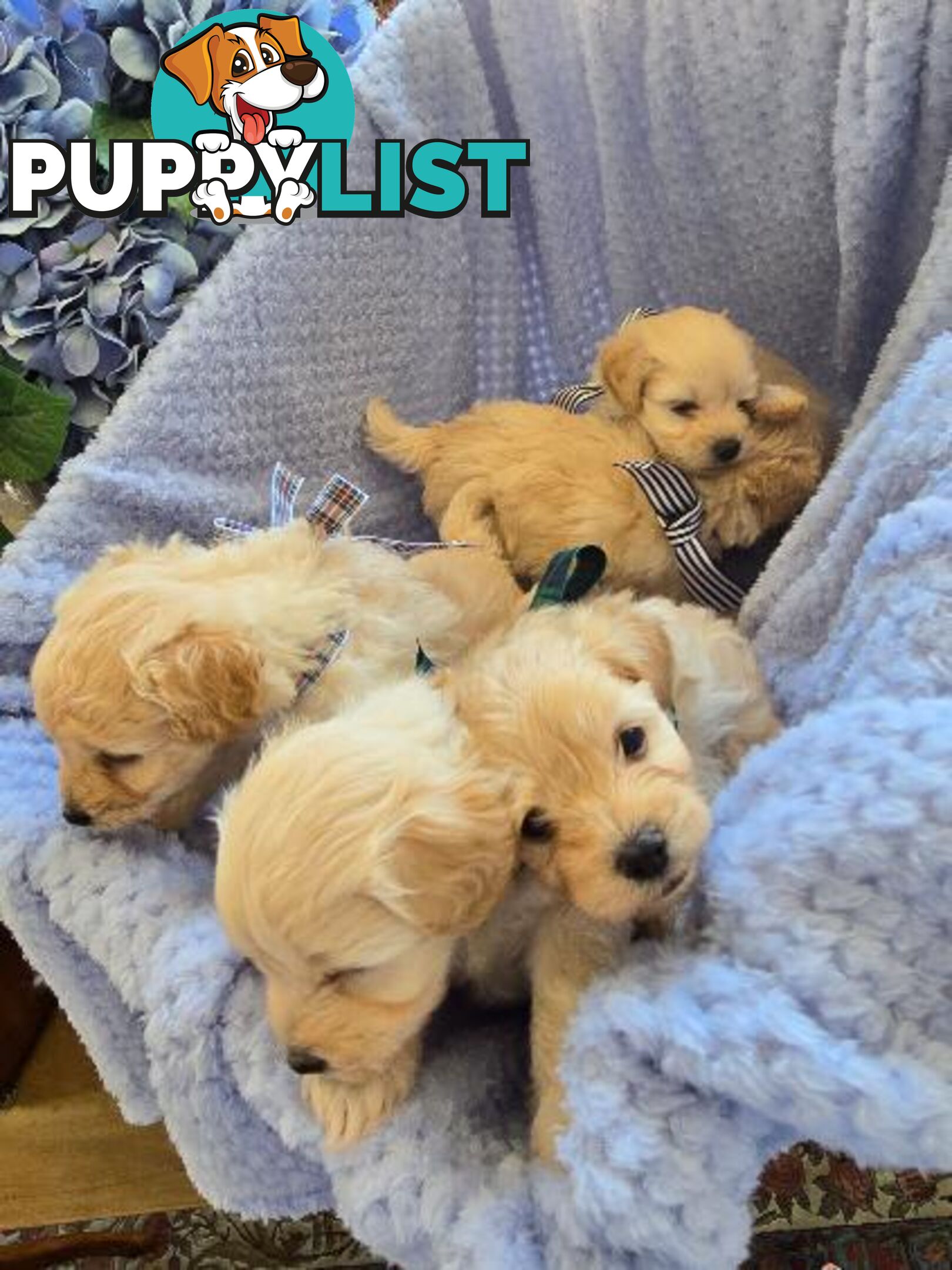 Puppies need a loving home