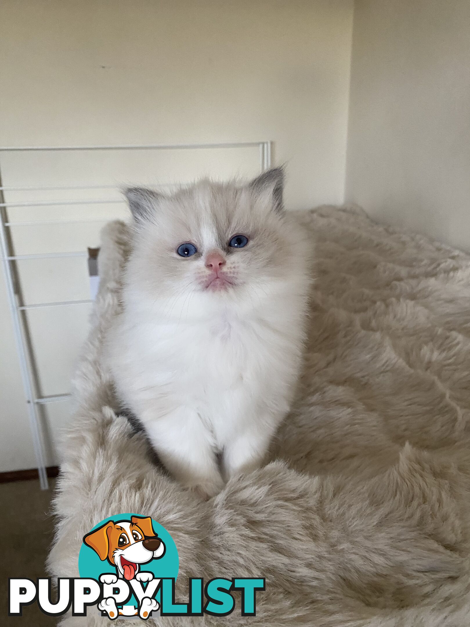 Gorgeous Ragdolls Kittens