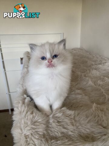 Gorgeous Ragdolls Kittens