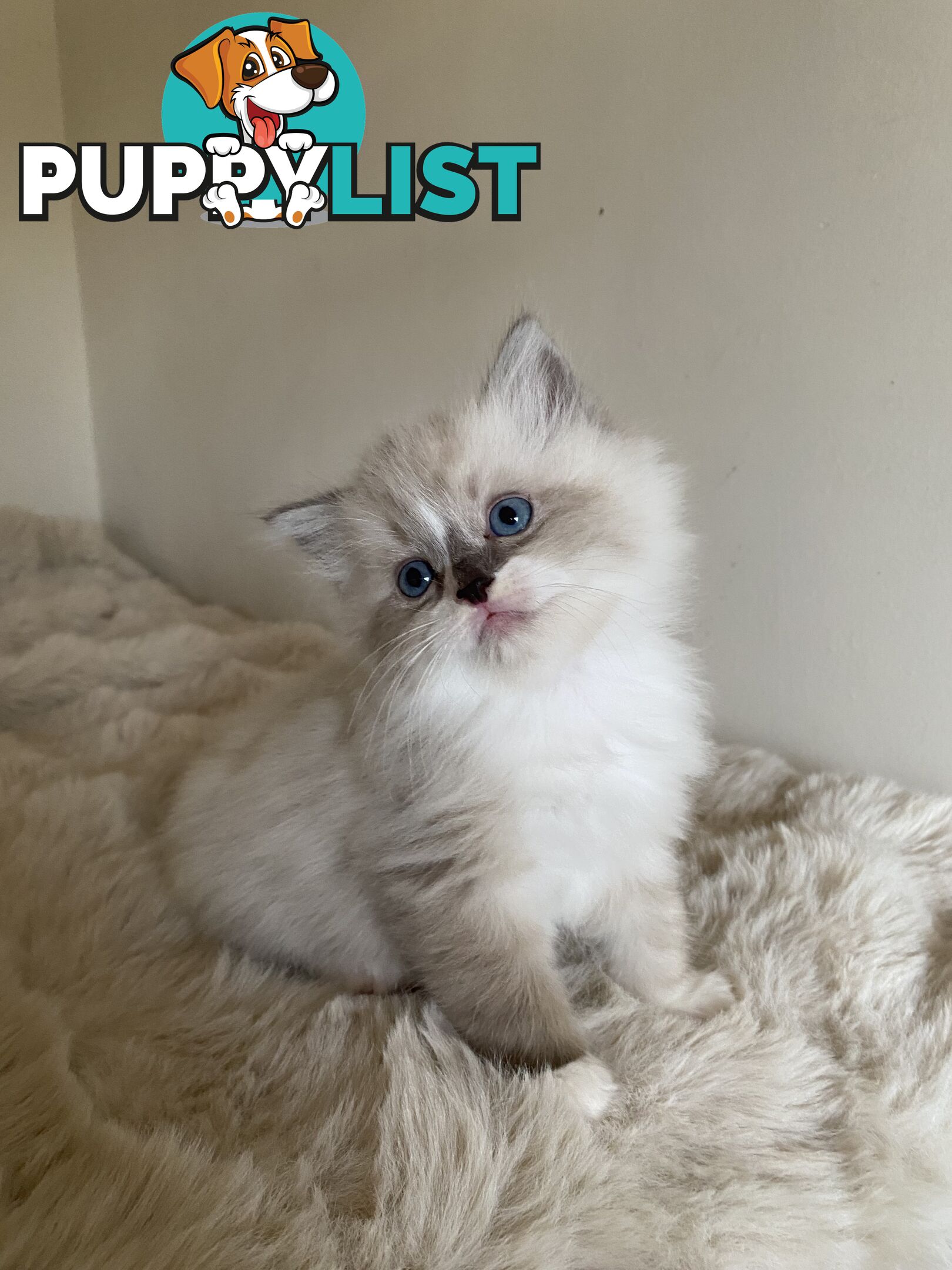 Gorgeous Ragdolls Kittens