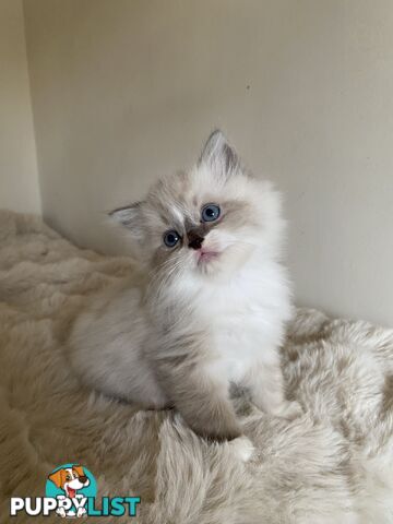 Gorgeous Ragdolls Kittens