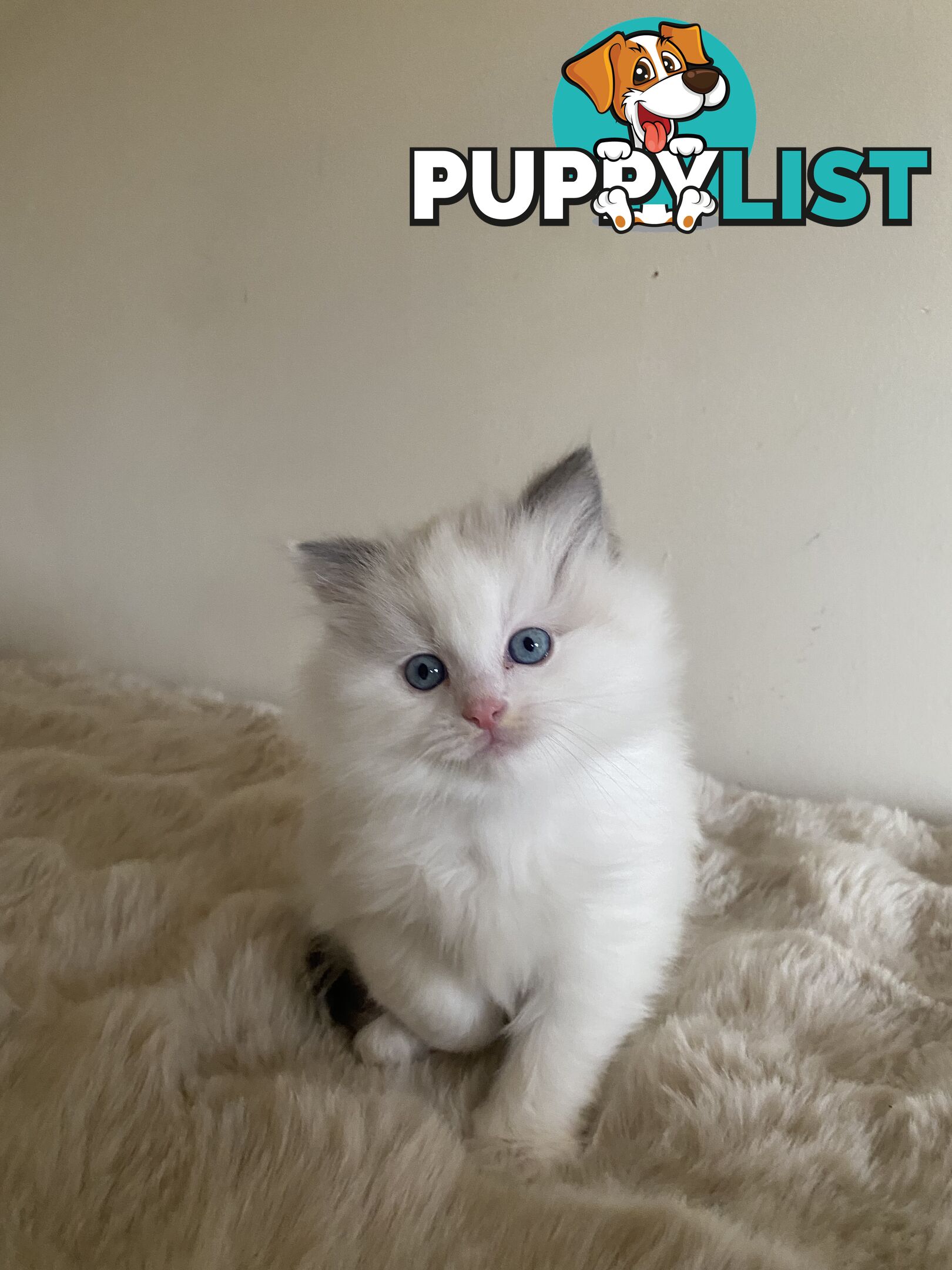 Gorgeous Ragdolls Kittens