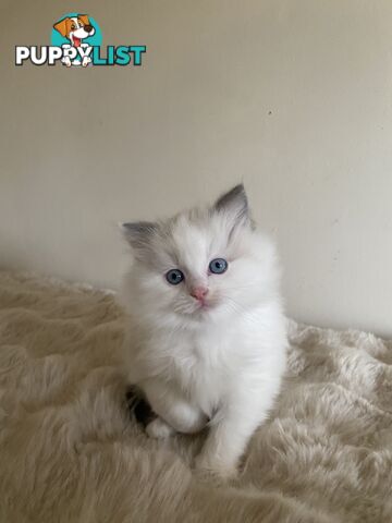 Gorgeous Ragdolls Kittens