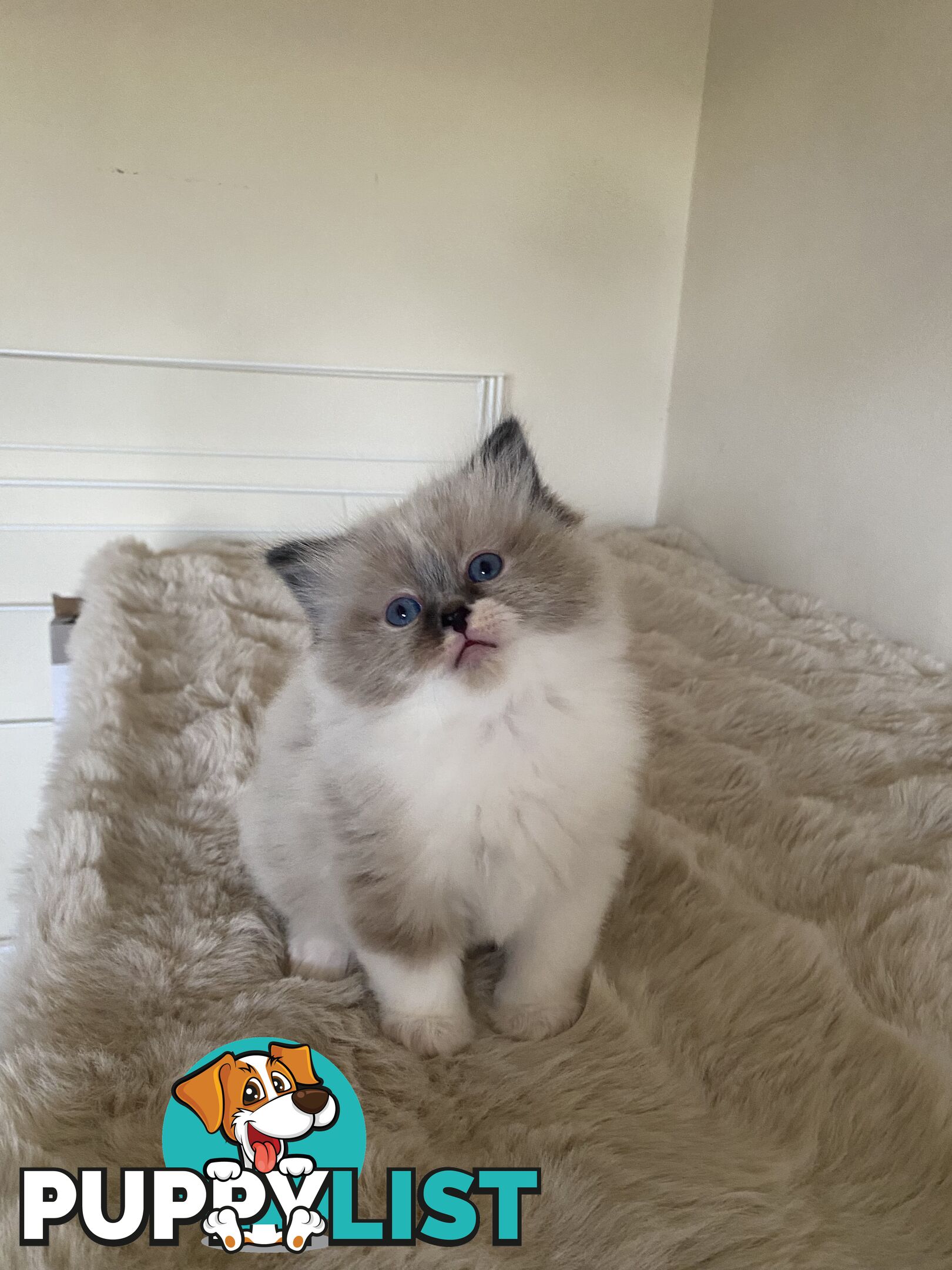 Gorgeous Ragdolls Kittens