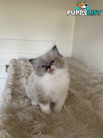 Gorgeous Ragdolls Kittens
