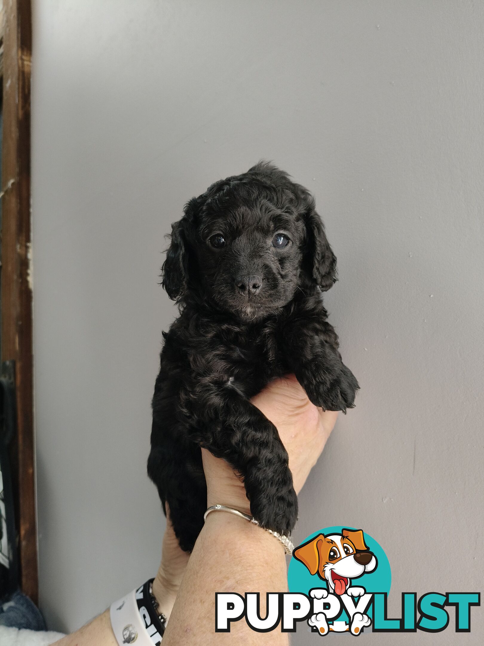 Cavoodles