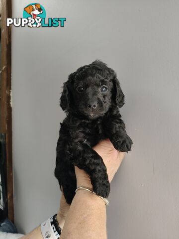 Cavoodles