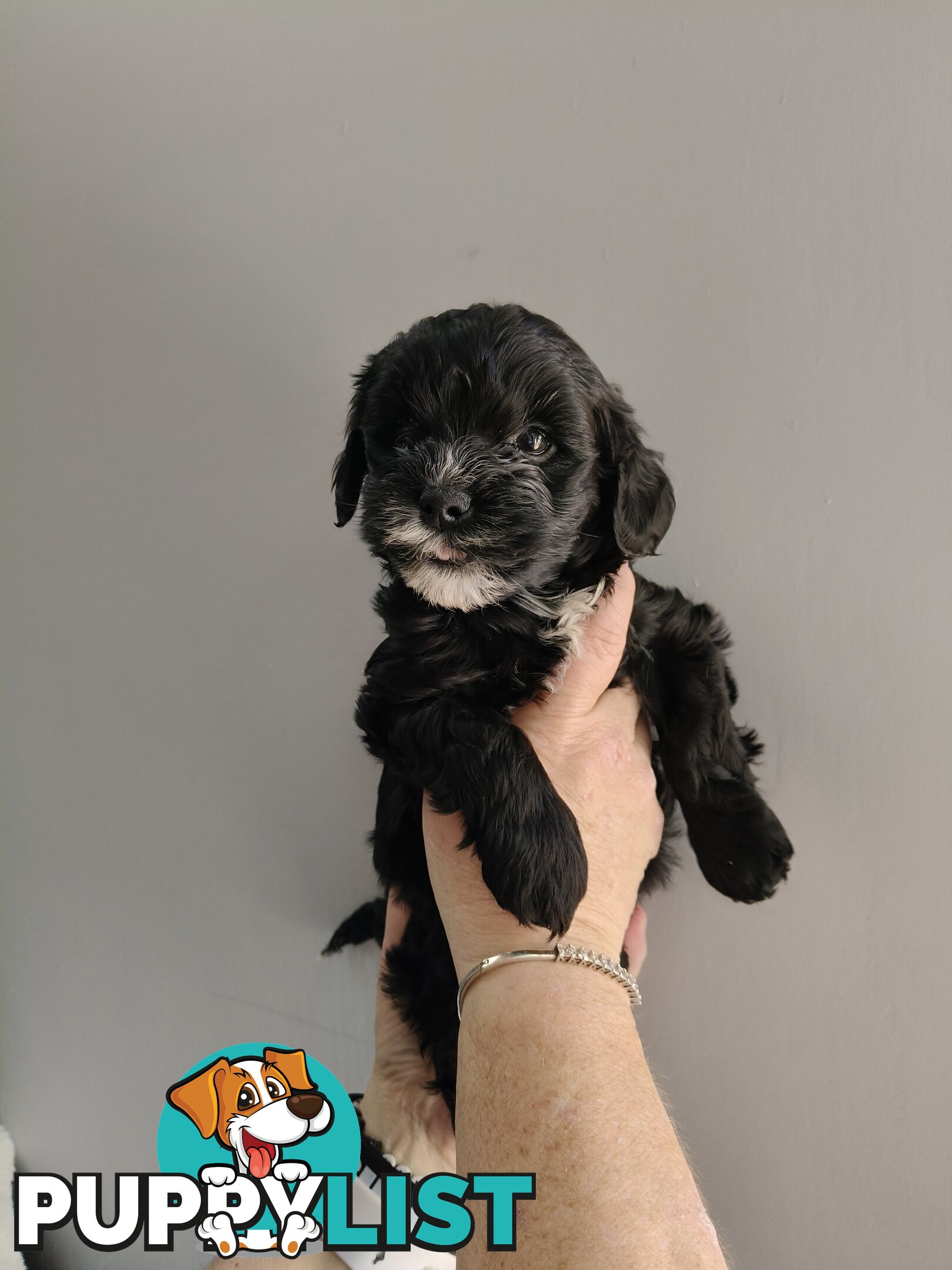 Cavoodles