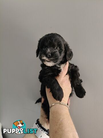 Cavoodles