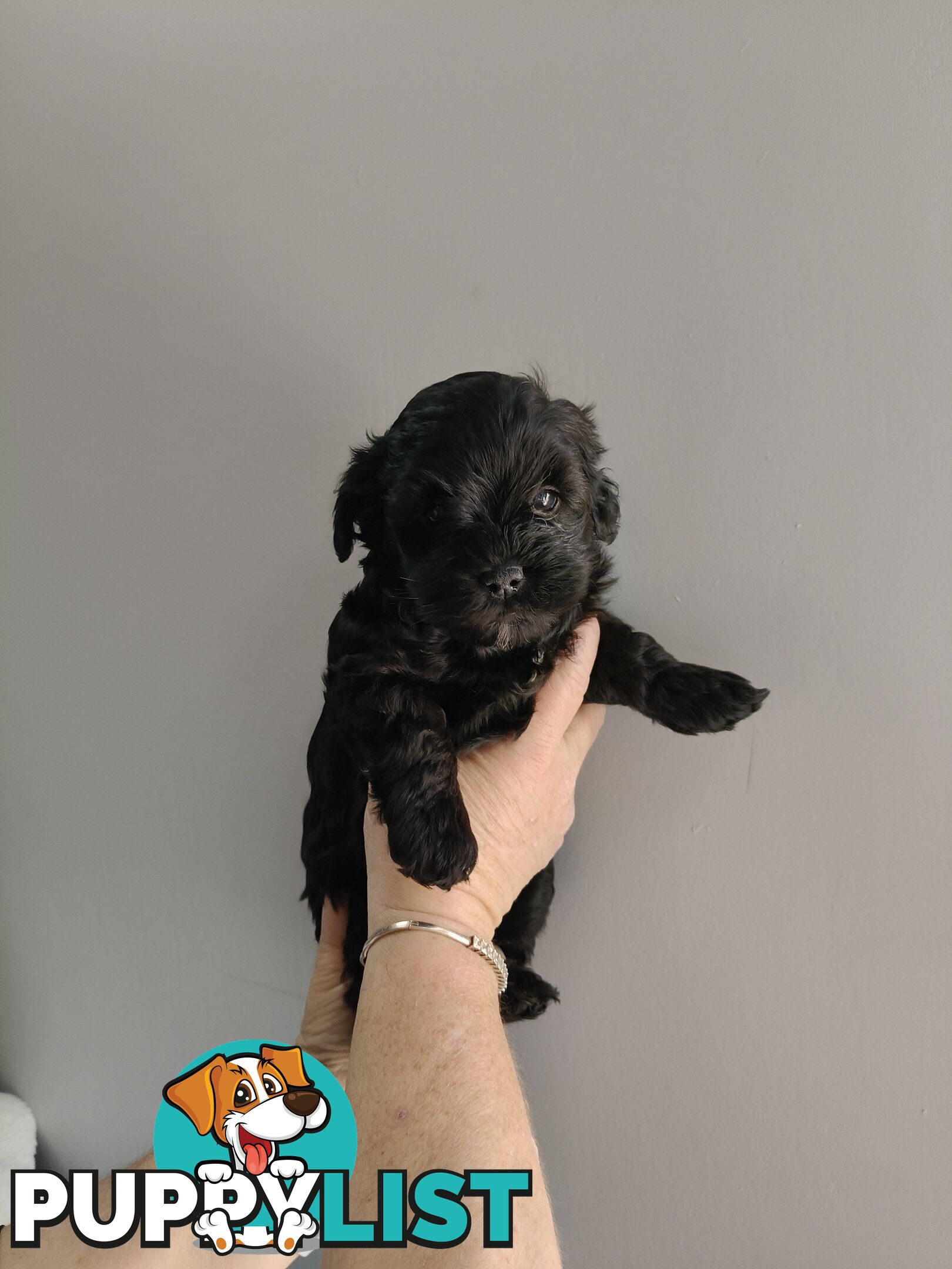 Cavoodles