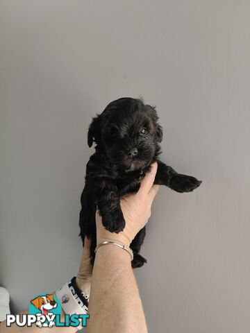 Cavoodles