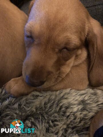 Mini dachshund pups x4