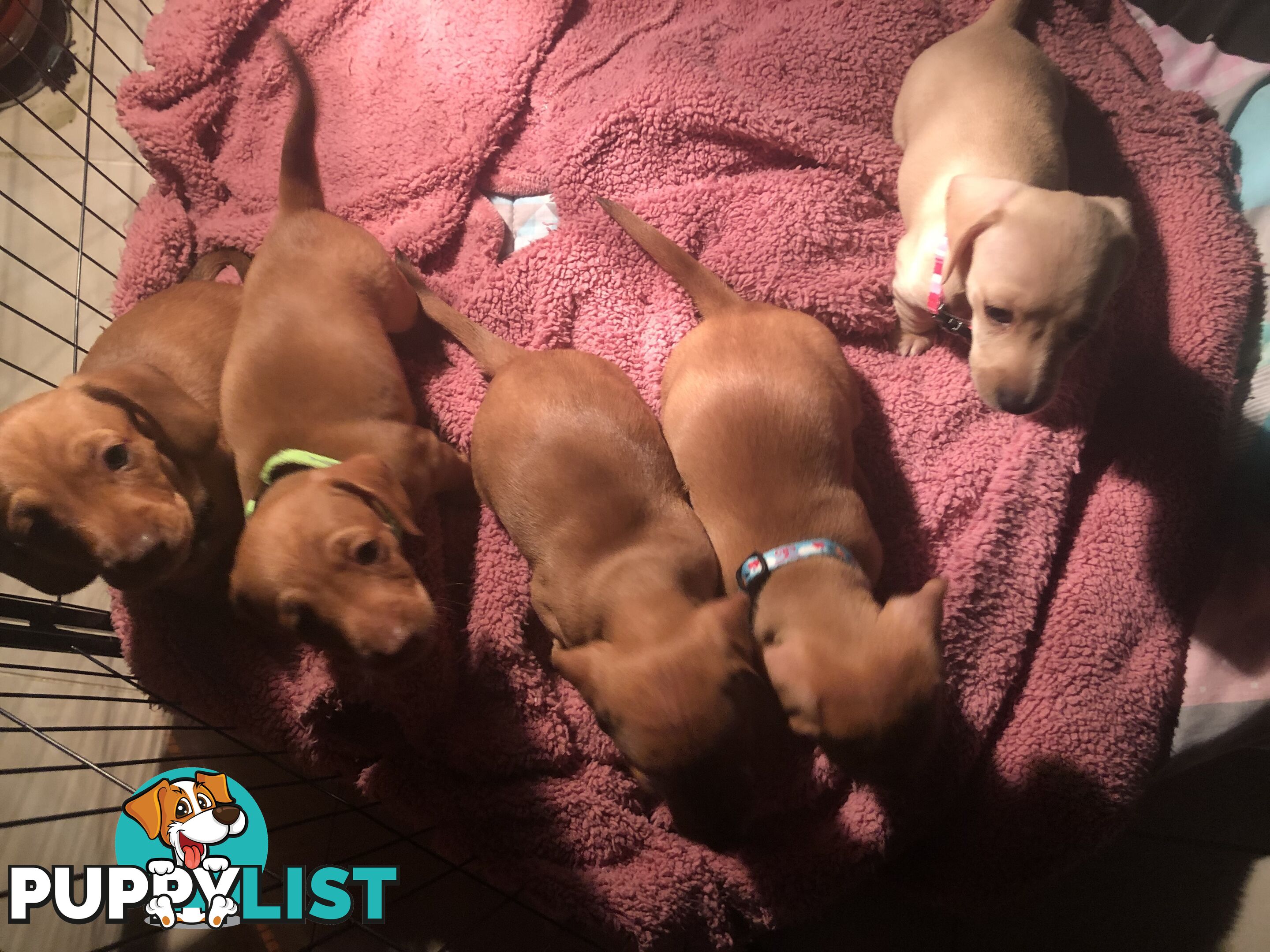 Mini dachshund pups x4