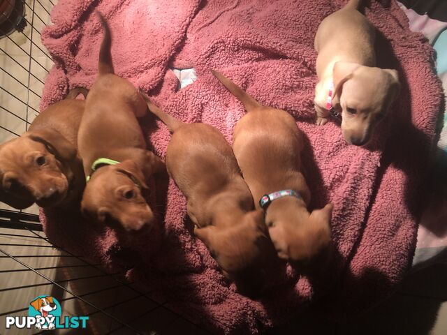 Mini dachshund pups x4