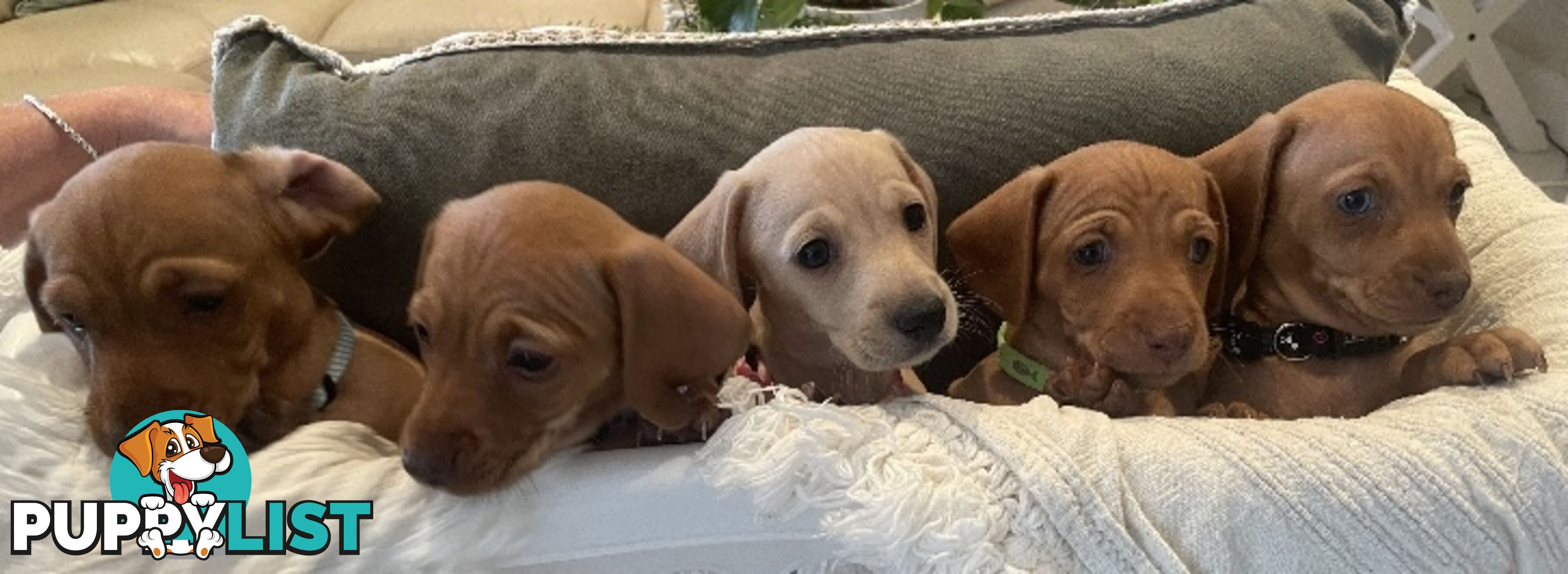 Mini dachshund pups x4