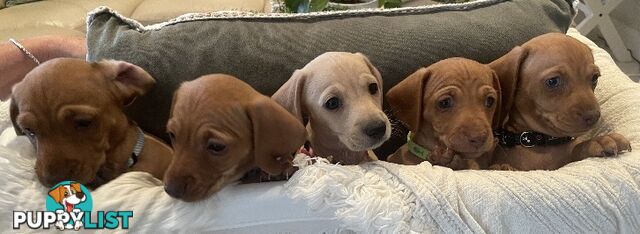 Mini dachshund pups x4