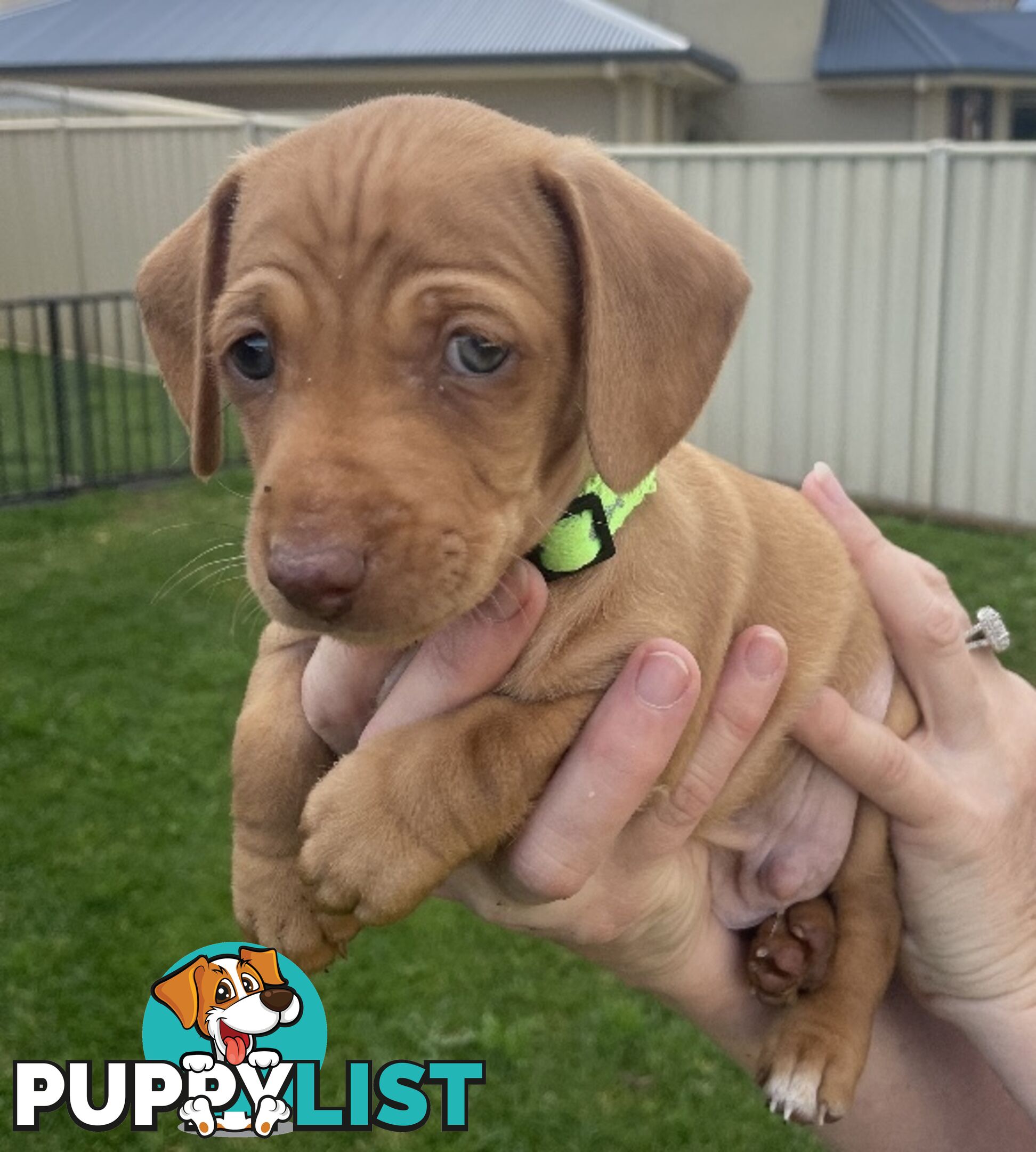 Mini dachshund pups x4