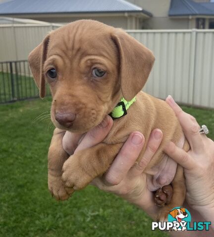 Mini dachshund pups x4