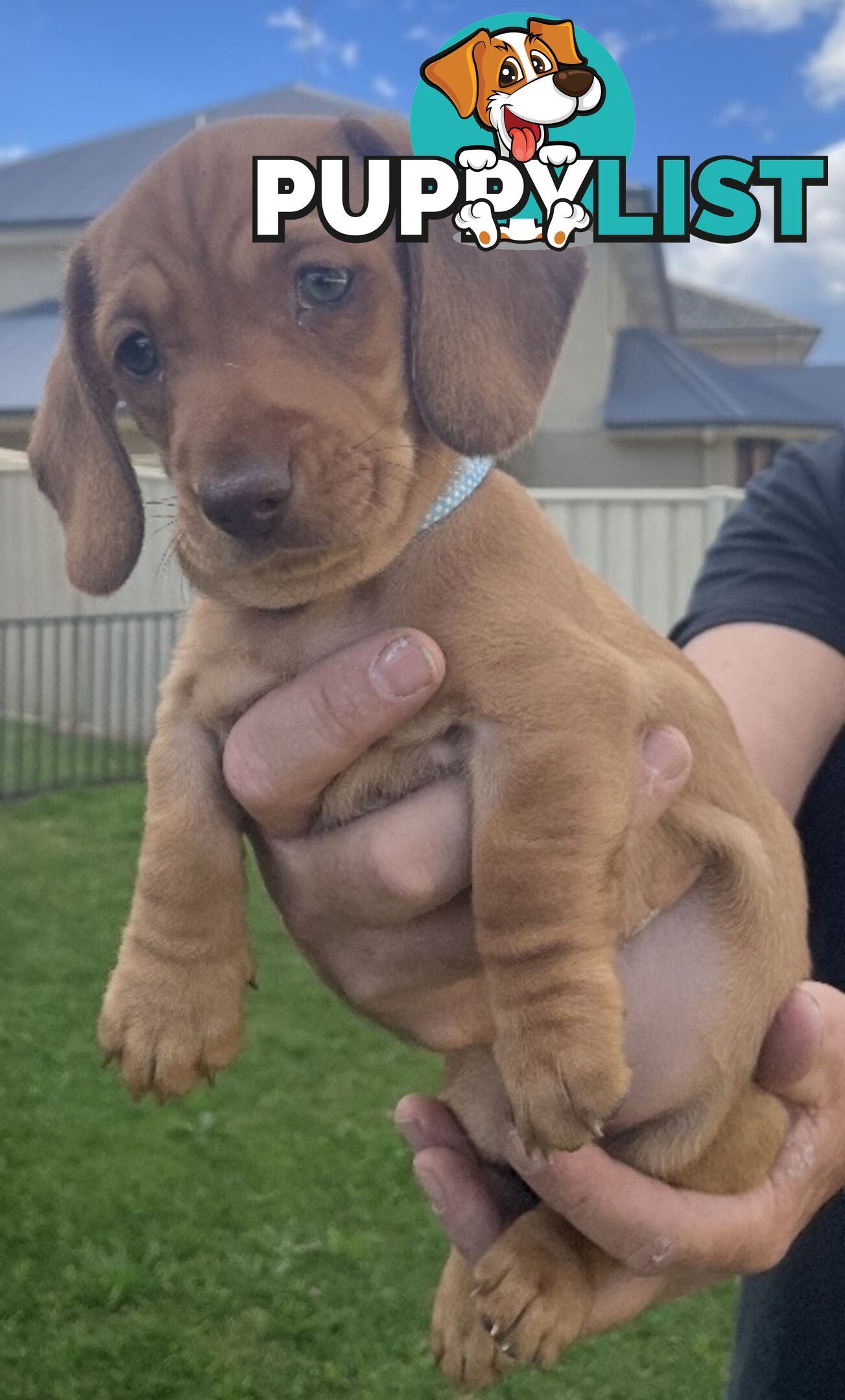 Mini dachshund pups x4