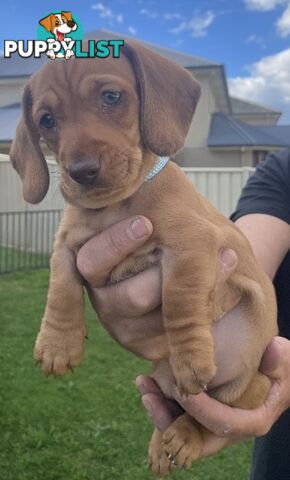 Mini dachshund pups x4