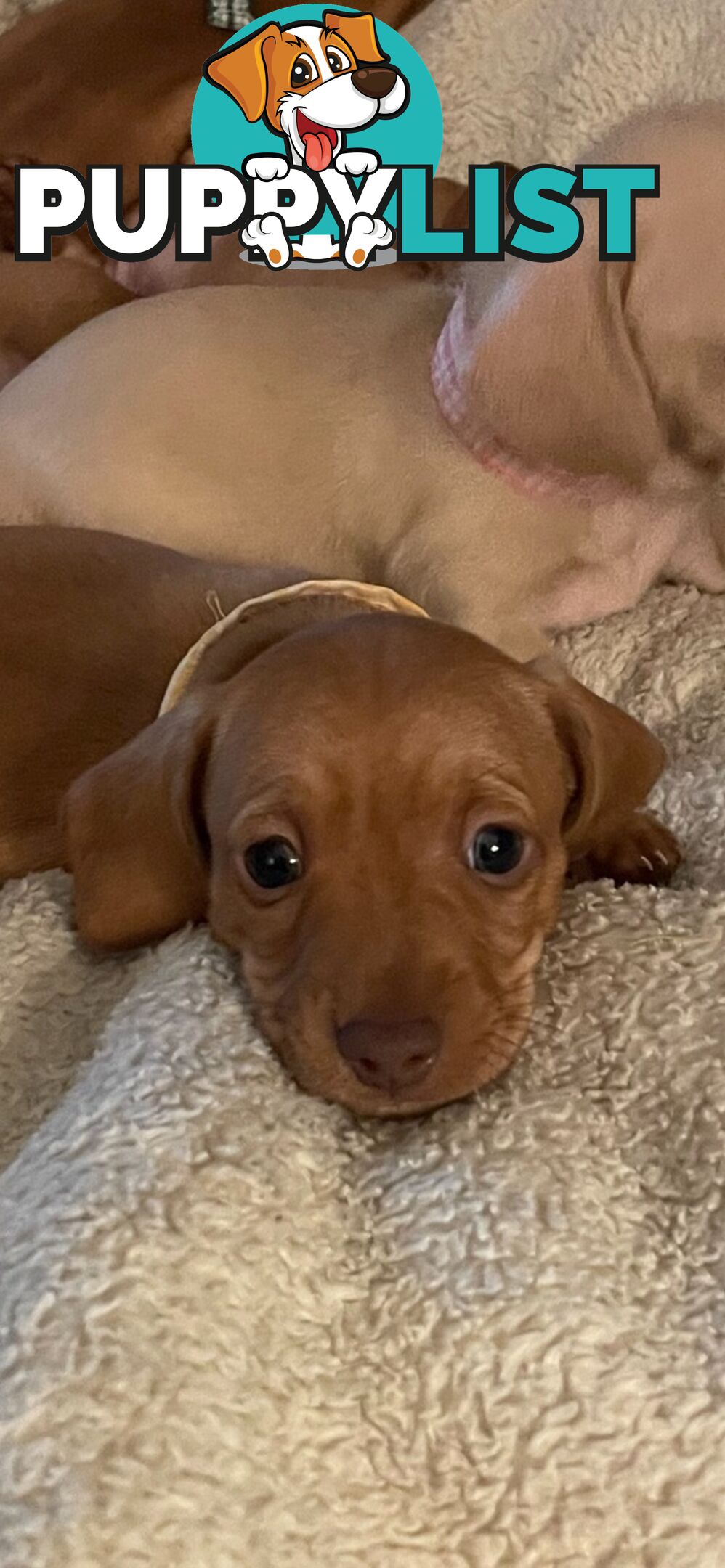 Mini dachshund pups x4