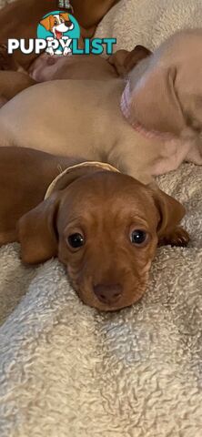 Mini dachshund pups x4