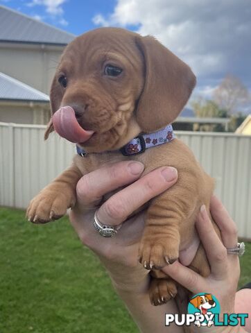 Mini dachshund pups x4