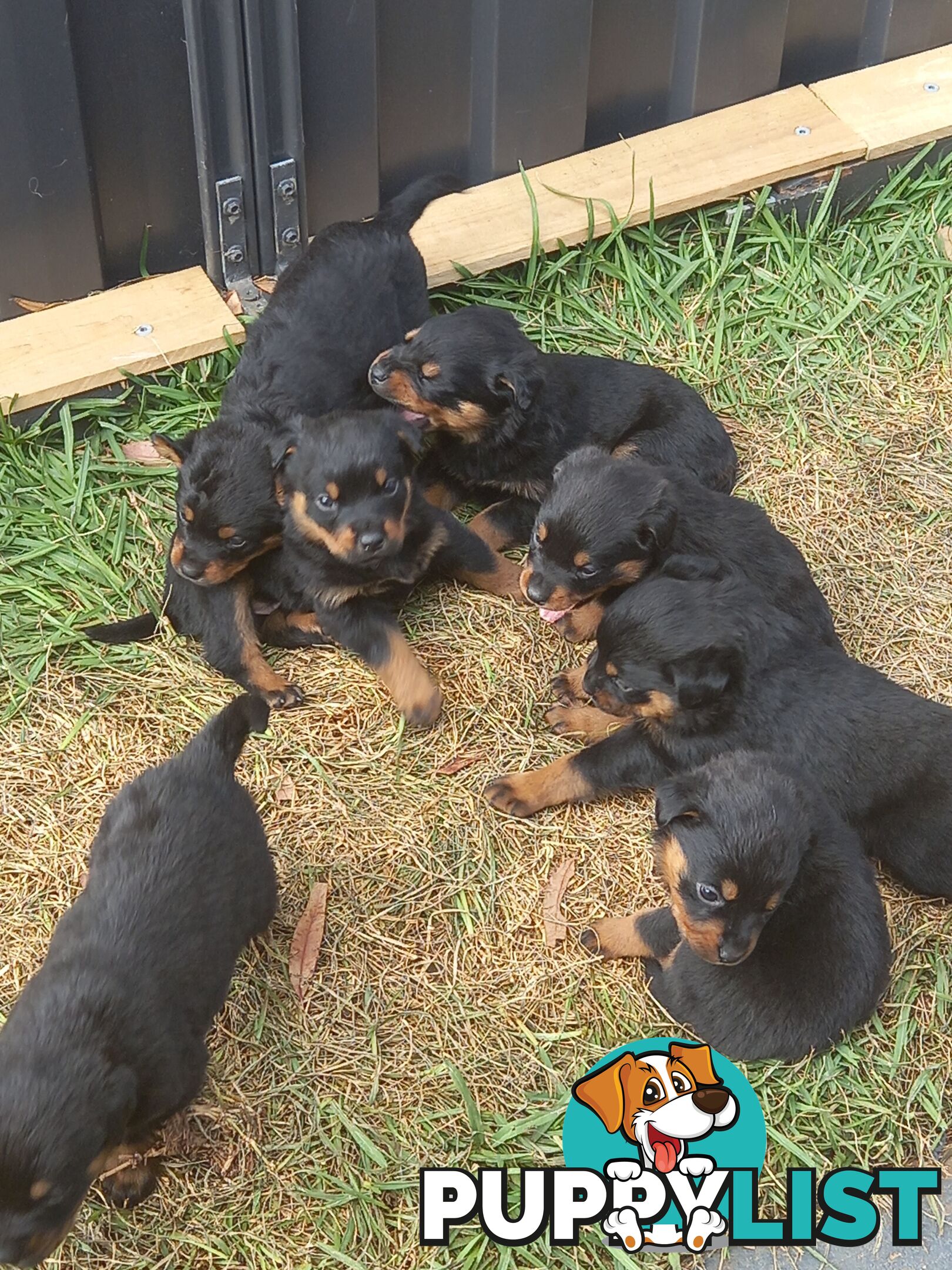 Purebred Female Rottweiler Puppies!!