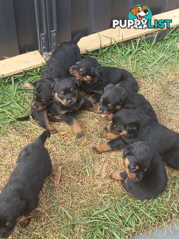 Purebred Rottweiler Puppies!!