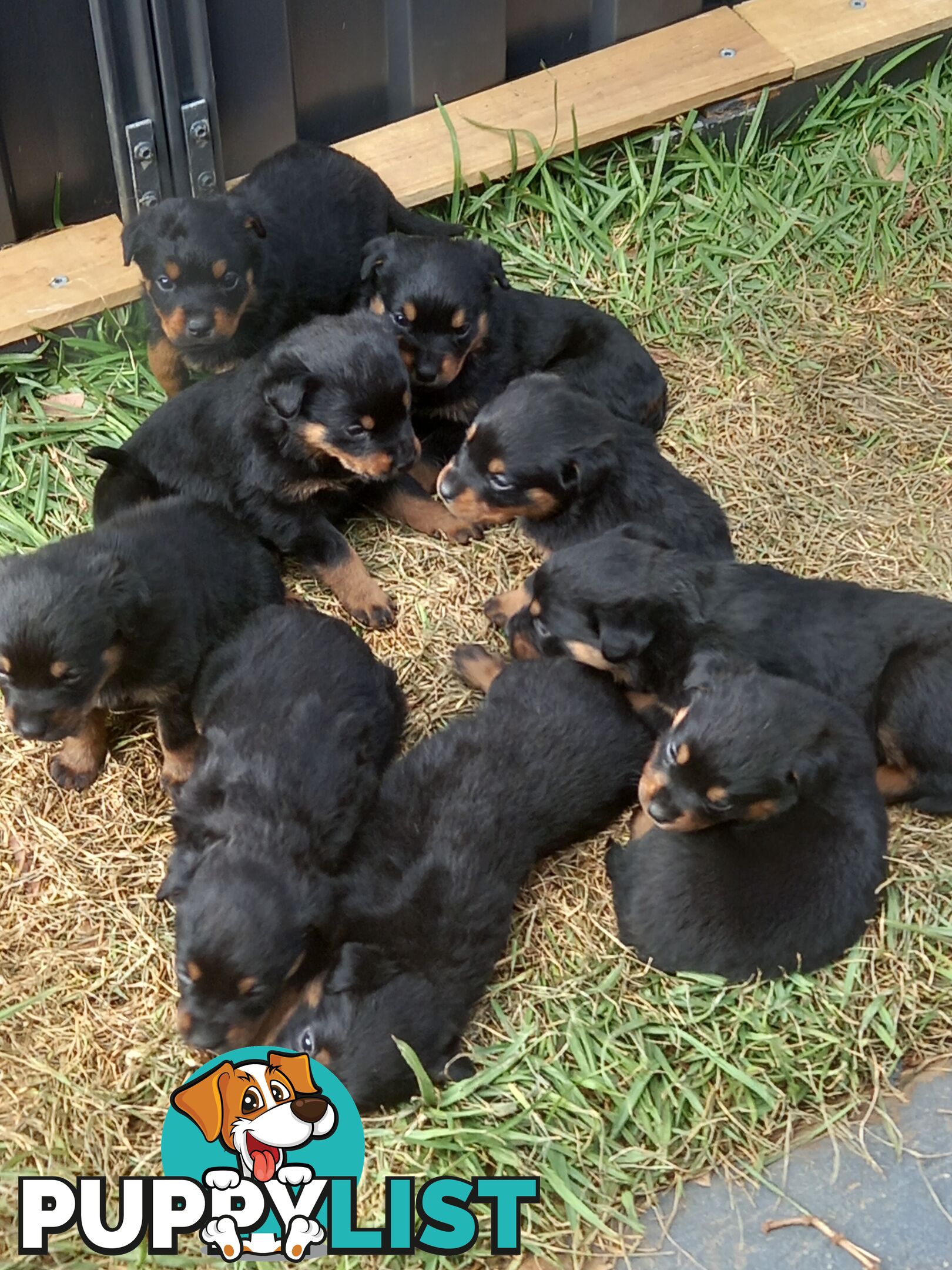 Purebred Female Rottweiler Puppies!!