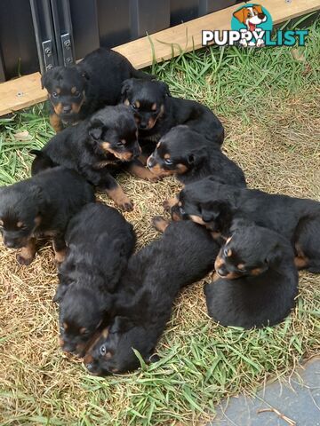Purebred Rottweiler Puppies!!