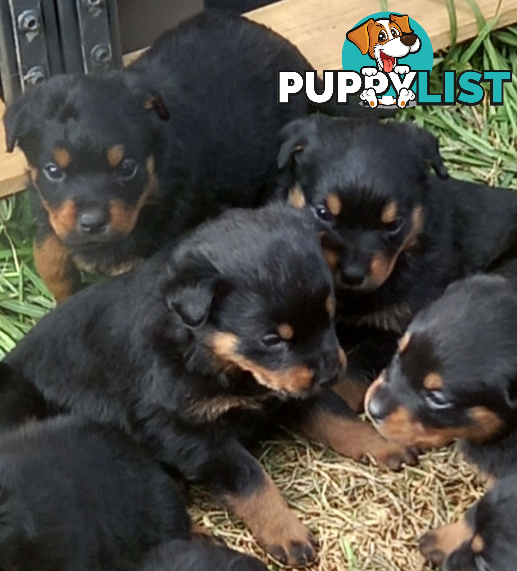 Purebred Female Rottweiler Puppies!!