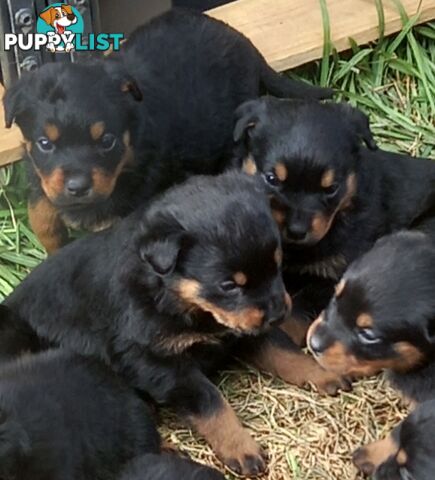 Purebred Rottweiler Puppies!!