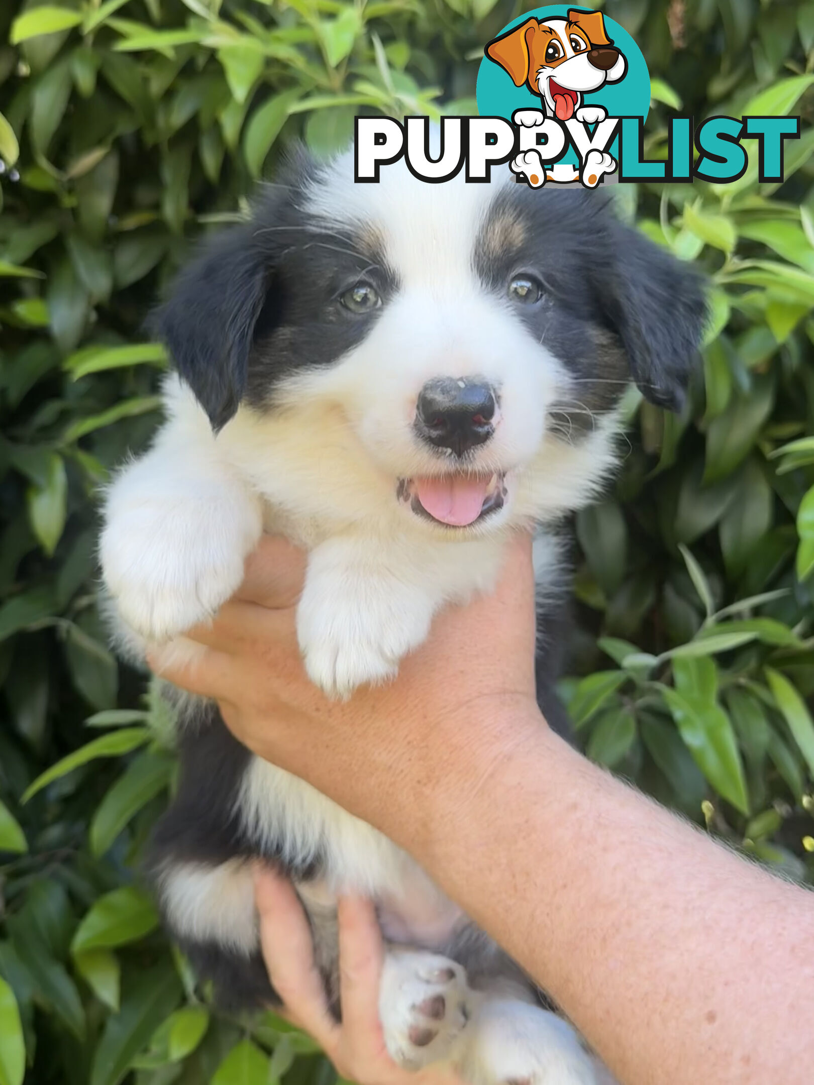 Myrtle Range Border Collies