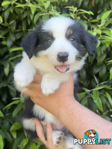 Myrtle Range Border Collies
