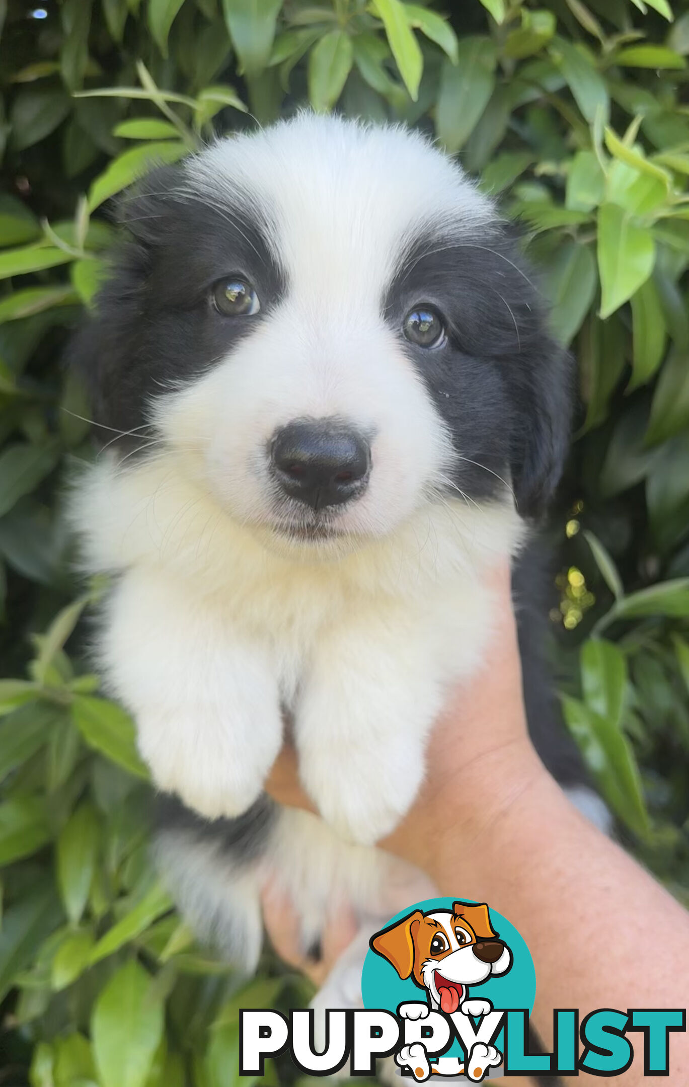 Myrtle Range Border Collies