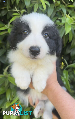 Myrtle Range Border Collies