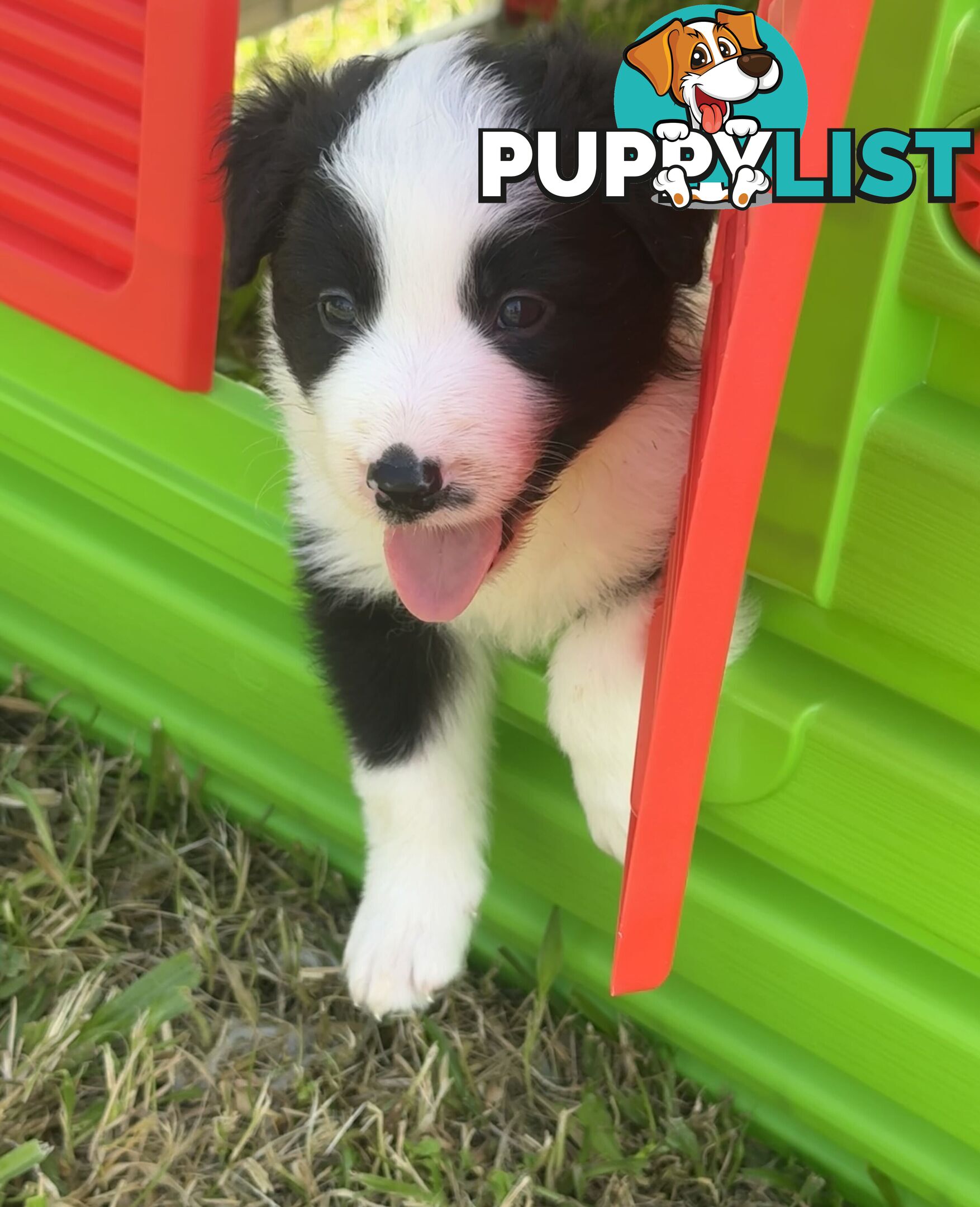 Myrtle Range Border Collies