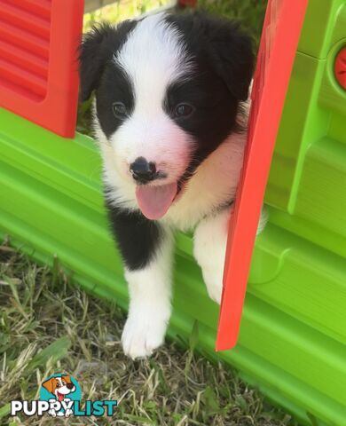Myrtle Range Border Collies