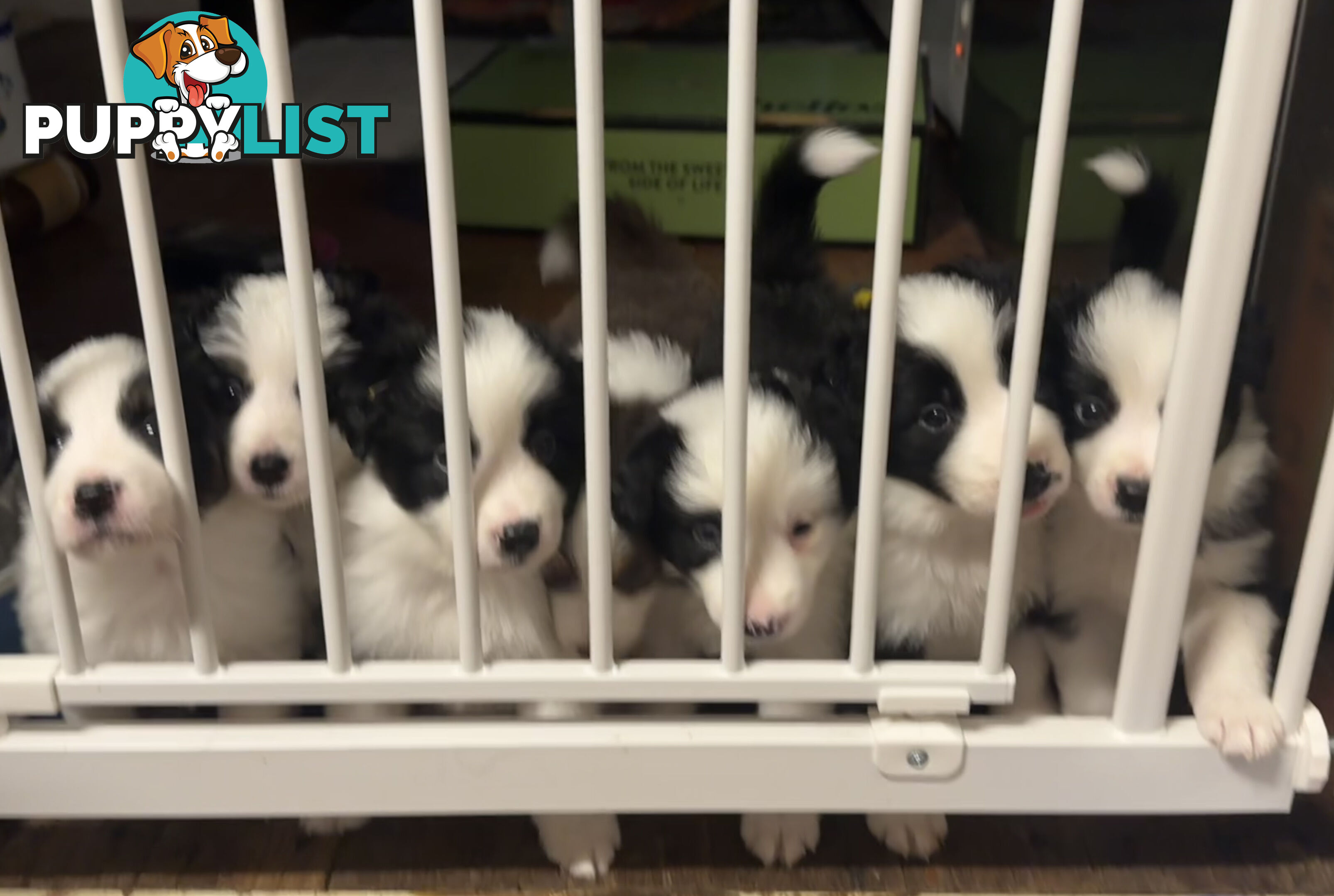 Myrtle Range Border Collies